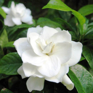 Jasmine Seeds – Fragrant Ornamental