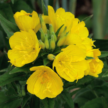 Oenothera Biennis Seeds – Evening Primrose
