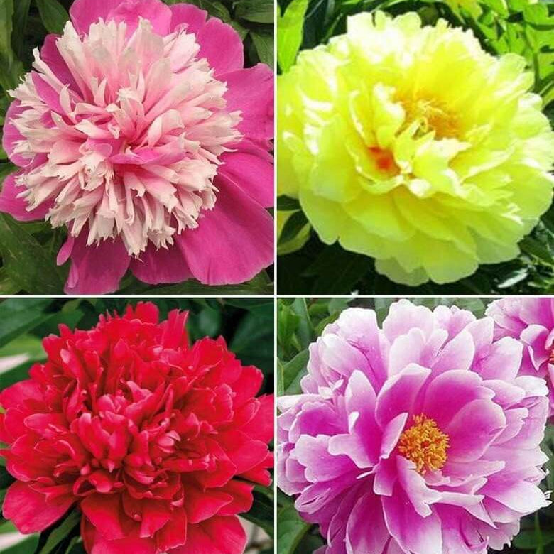 Bi Color Peonies Mixed Colors Peony Seeds | Garden Flower Seeds