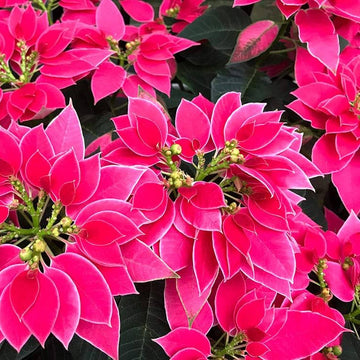 Poinsettia Seeds