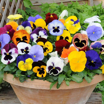 Mexican Pansy Seeds – Bright