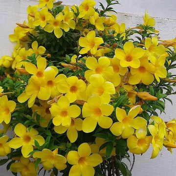 Allamanda Seeds – Yellow