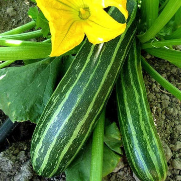 Squash Seeds – Cocozelle