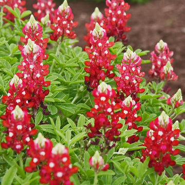 Lupine Seeds – Red & White