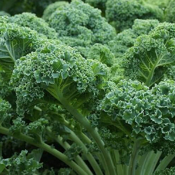 Curled Kale Seeds – Vegetable Plant