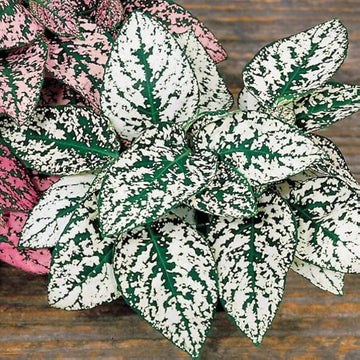 Hypoestes Seeds – White Green Polka