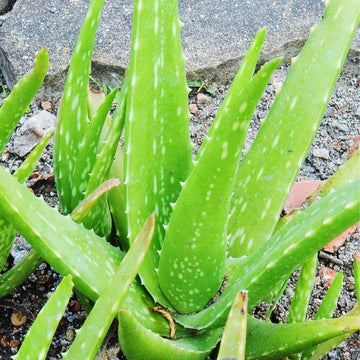 Aloe Vera Seeds – Light Green