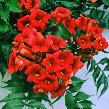 Hummingbird Trumpet Vine Seeds –  Dark Red
