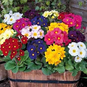 Primula Seeds – Mixed Wildflower
