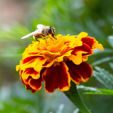 Marigold Seeds – Durango Bee