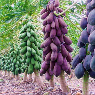 Papaya Seeds – Mixed