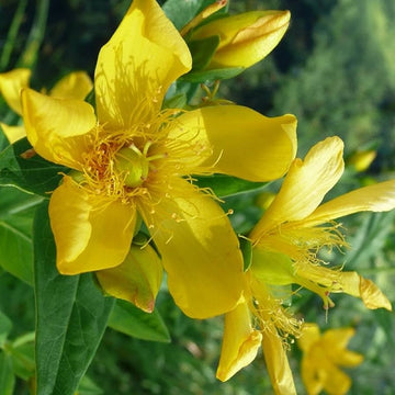 Hypericum Seeds – Ascyron