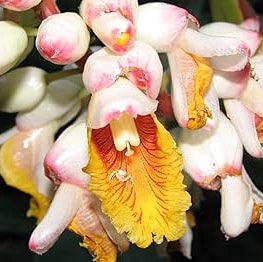 Shell Flower Seeds – Kat Ginger