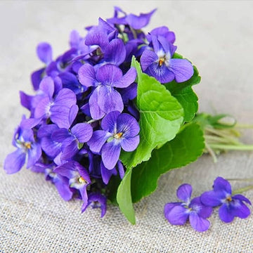 Queen Charlotte Viola Odorata Seeds – Flower Plant