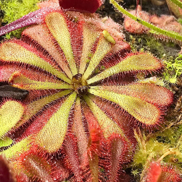 Sundew Seeds – Alice