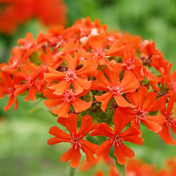 Red Lychnis  Seeds