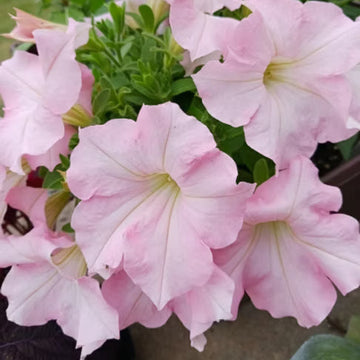 Petunia Seeds – Baby Pink