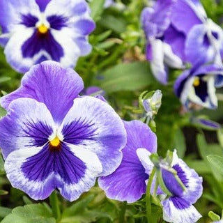 Pansy Seeds – Tricolor