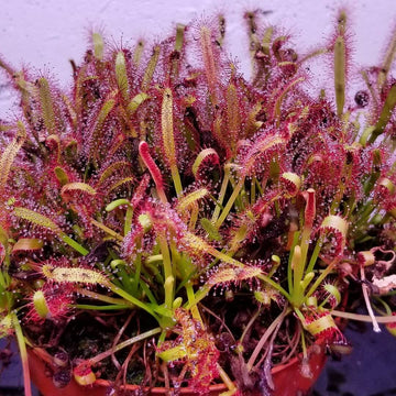 Cape Sundew Seeds - Flower Plant