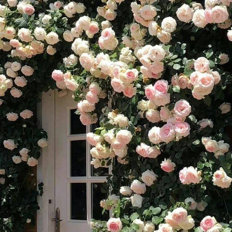 Rosa spp. Seeds – Cream Climbing