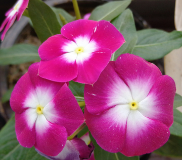 Periwinkle Seeds – Pink Rosy