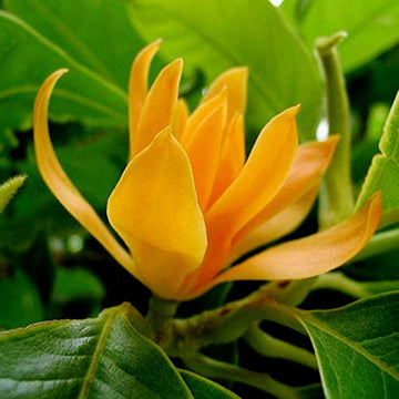 Magnolia Seeds – Ornamental Tree