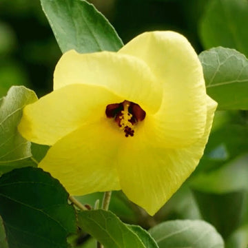 Hibiscus Hamabo Seeds - Flower Plant