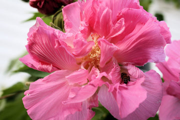 Double Rose Hibiscus Mutabilis Seeds – Flower Plant