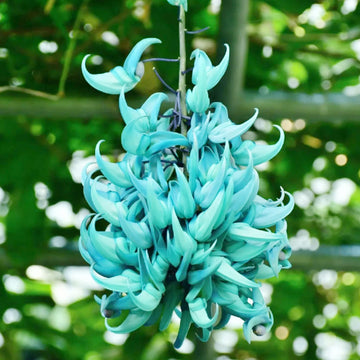 Strongylodon Seeds – Macrobotrys