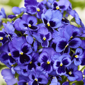 Pansy Seeds – Swiss Giant