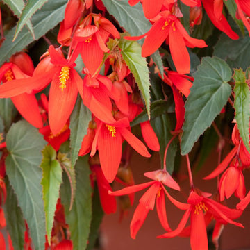 Boliviensis Begonia Seeds –  Flower Plant