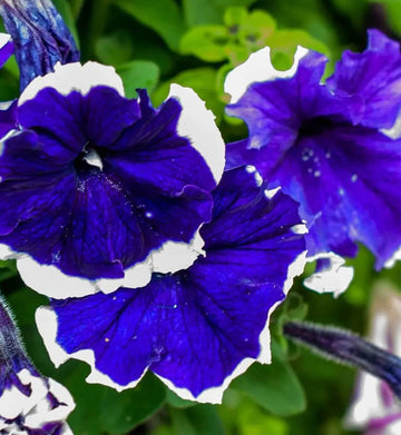 Petunia Seeds – Pelletized Frost Kirsche