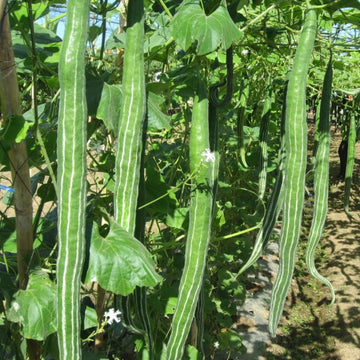 Snake Gourd Seeds – Long Green