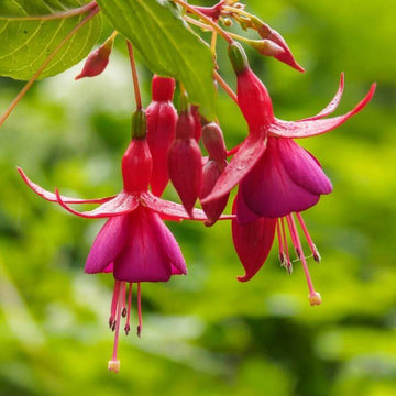 Pink Fuchsia Seeds - Flower Plant