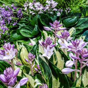 Hosta Seeds – Fire and Ice