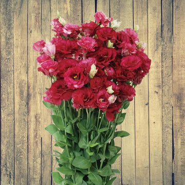 Lisianthus Seeds – Red Wildflower