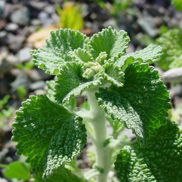 Horehound Seeds – Marrubium Vulgare