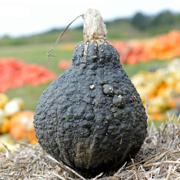 Squash Seeds – Table King Acorn