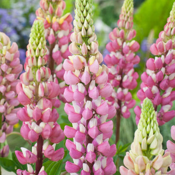 Lupine Seeds – Pink & White