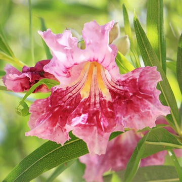 Drought Desert Willow Seeds – Flower Plant