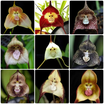 Mixed Monkey Orchid Seeds – Flower Plant