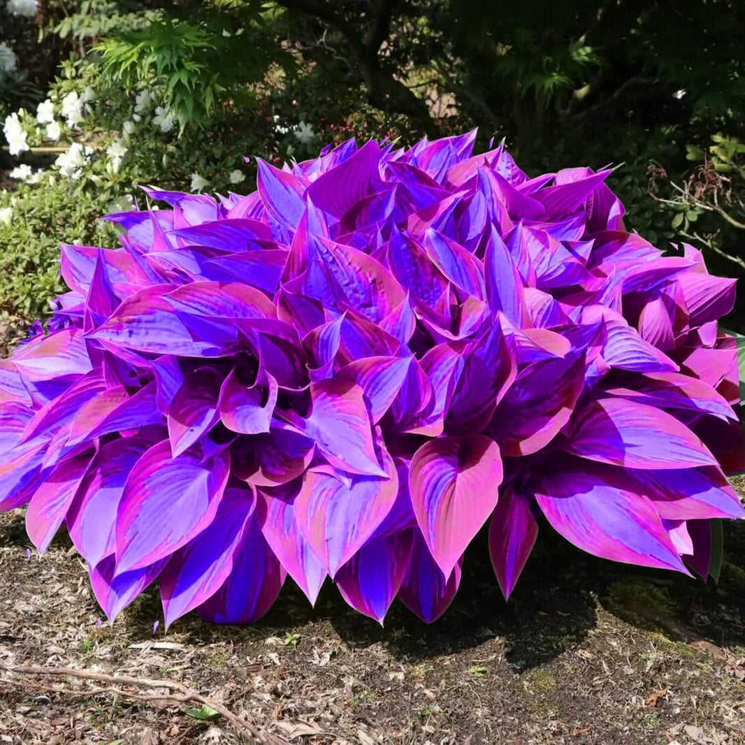 Hosta Seeds for Sale | Buy for Shade Gardens