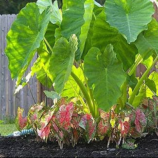 Heirloom Wildflower Alocasia Seeds – Flower Plant