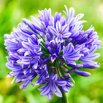 Lily of the Nile Seeds