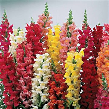 Snapdragon Seeds – Mixed Colors