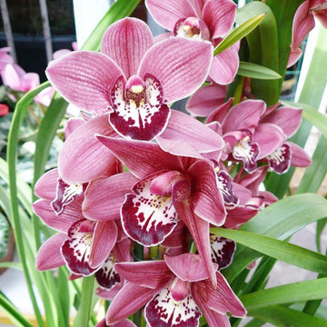 Boat Orchid Cymbidium Seeds – Flower Plant
