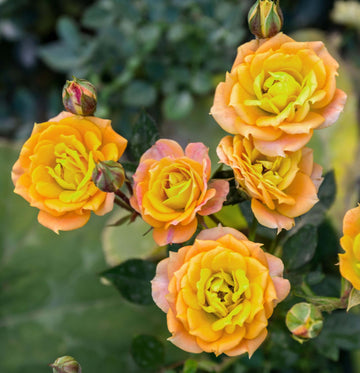 Rose Seeds – Gold Rose