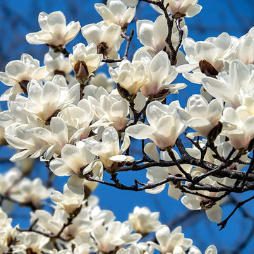 Magnolia Seeds – Yulan