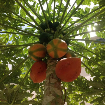 Papaya Seeds – Florida Red