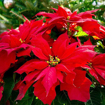 Poinsettia Seeds – Christmas Star